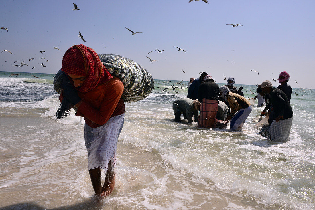 Sardinescatcher at a beach east of Salalah, Dhofar, south-Oman, Oman