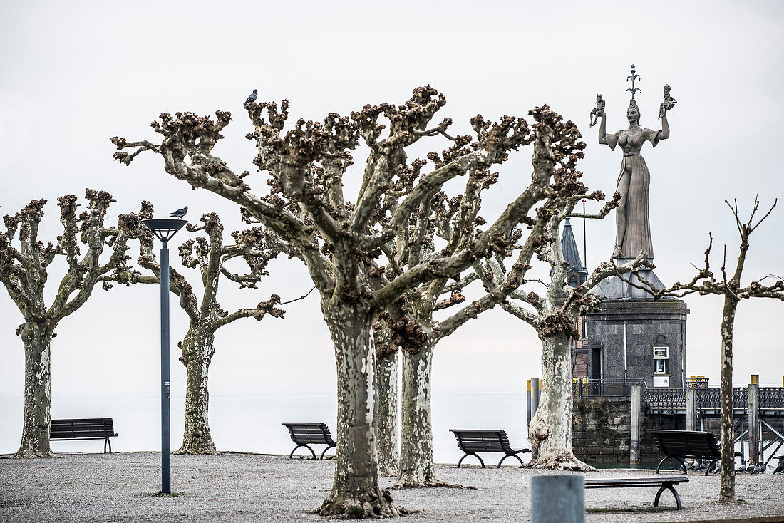 Platanen (Platanus) mit Sitzbank an der Promenade, Ausblick auf den Bodensee und Statue Imperia vom Bildhauer Peter Lenk, Konstanz, Baden-Württemberg, Deutschland