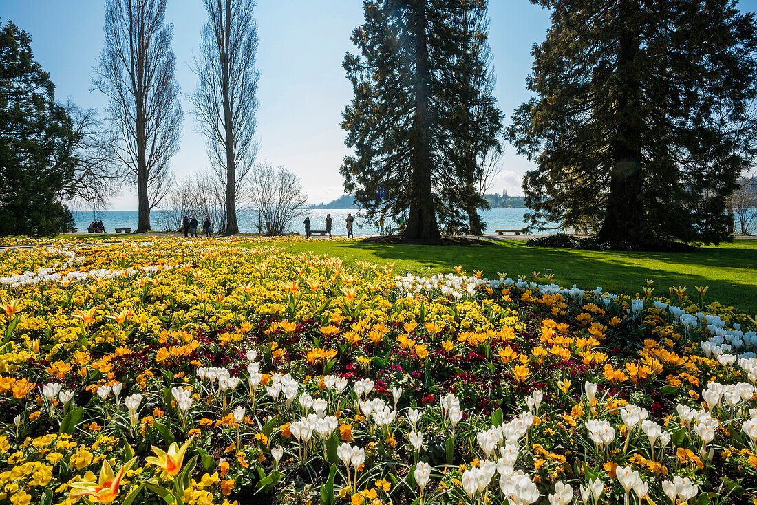 Blühende Blumenbeete im Frühling, Insel Mainau, Konstanz, Bodensee, Baden-Württemberg, Deutschland
