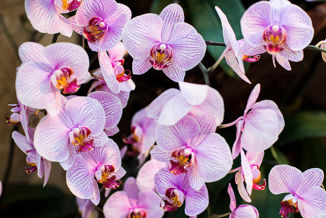 Orchid (Phalaenopsis hybrid), orchid house on Mainau island, Constance, Baden-Württemberg, Germany