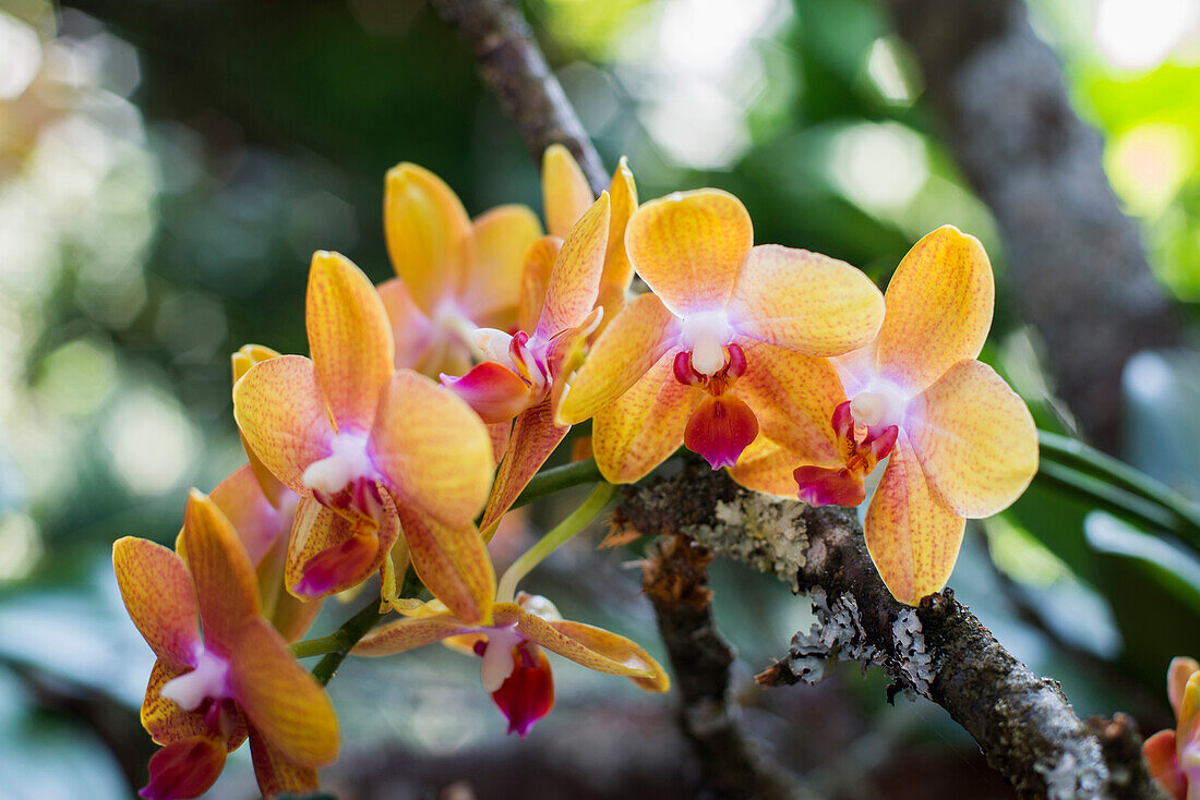 Orchidee (Phalaenopsis Hybride), Orchideenhaus auf der Insel Mainau, Konstanz, Baden-Württemberg, Deutschland