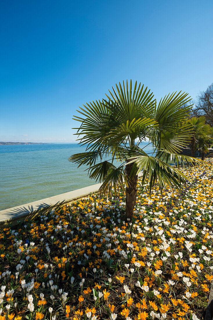 Blooming crocuses in flowerbed with palm tree, spring, Mainau Island, Flower Island, Constance, Lake Constance, Baden-Württemberg, Germany