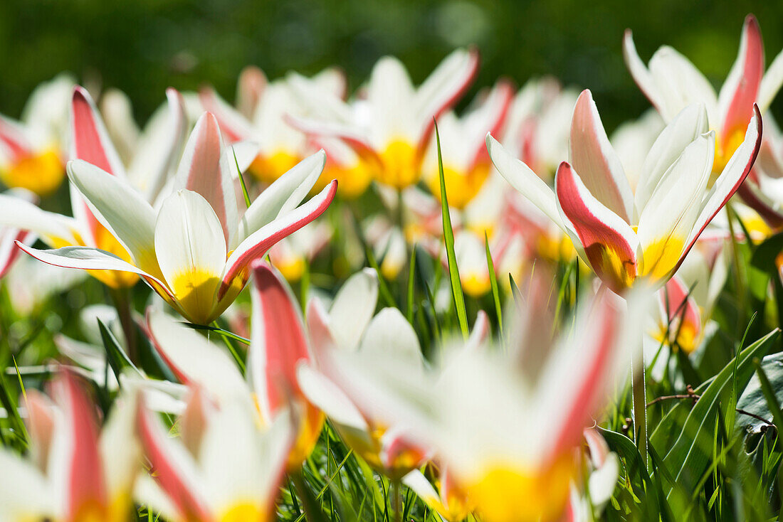 Blühende Tulpen (Tulipa sp.), Insel Mainau, Bodensee, Baden-Württemberg, Deutschland