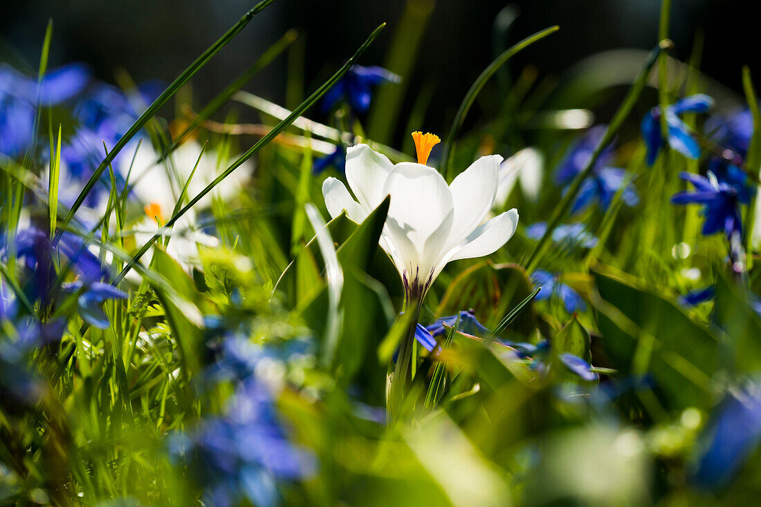 White crocuses (Crocus sp.), spring meadow, Baden-Württemberg, Germany