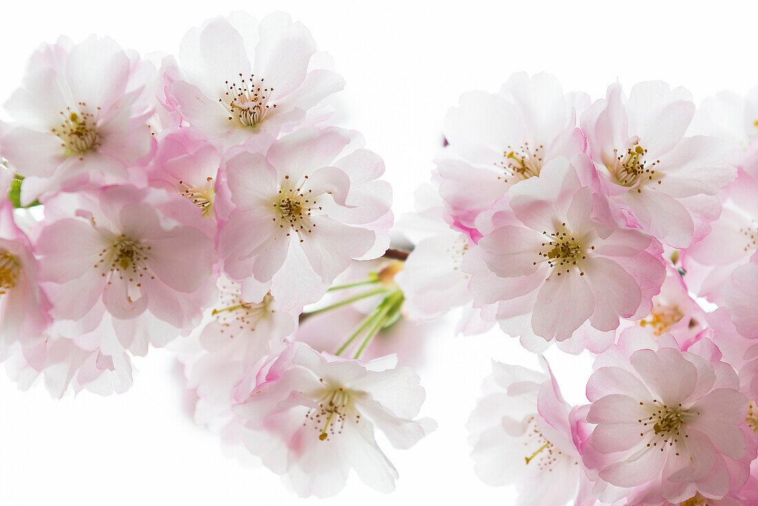 Flowering Japanese Cherry Tree (Prunus serrulata), Baden-Wuerttemberg, Germany