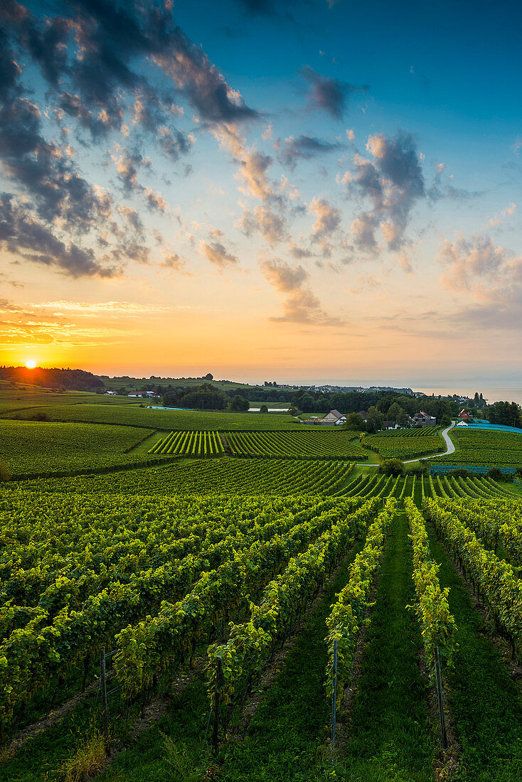 Weinberge zwischen Hagnau und Meersburg, Sonnenaufgang, Wolkenhimmel, Bodensee, Baden-Württemberg, Deutschland