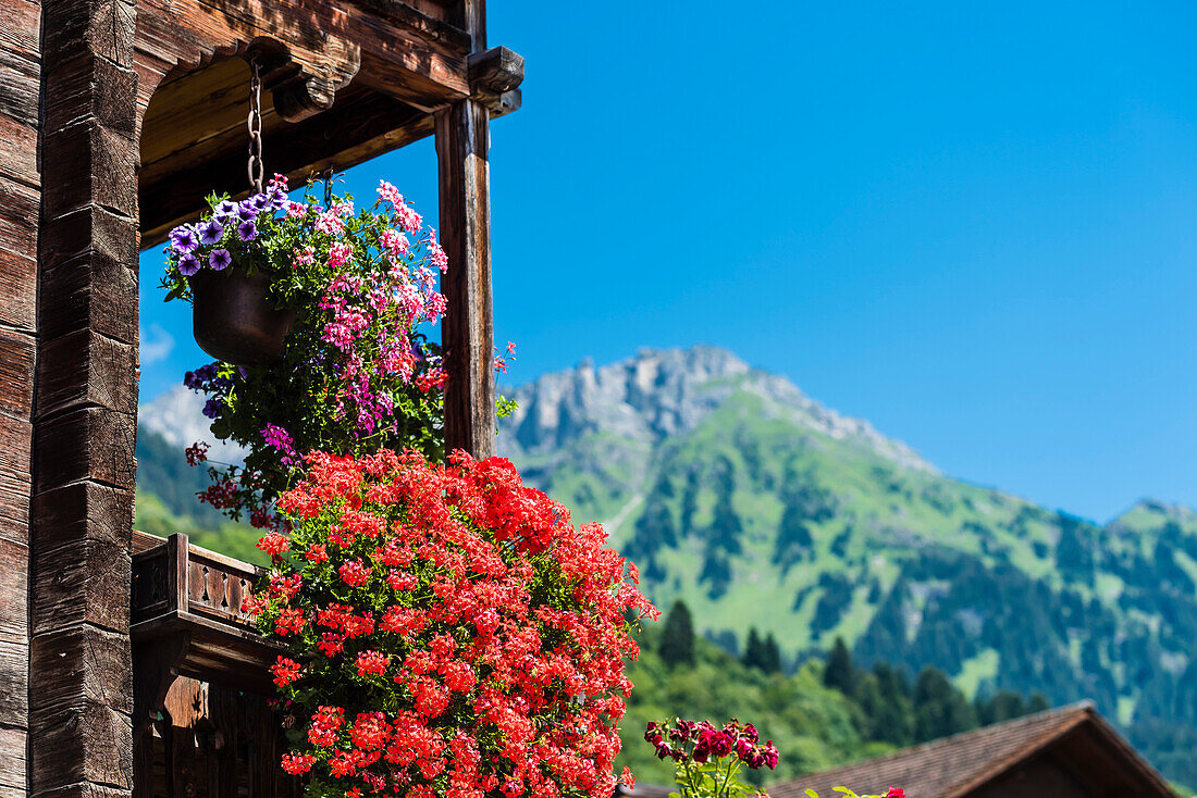 Üppiger Blumenschmuck an einem alten Holzhaus, mit Blick auf die Berge, Saas im Prättigau, Kanton Graubünden, Schweiz