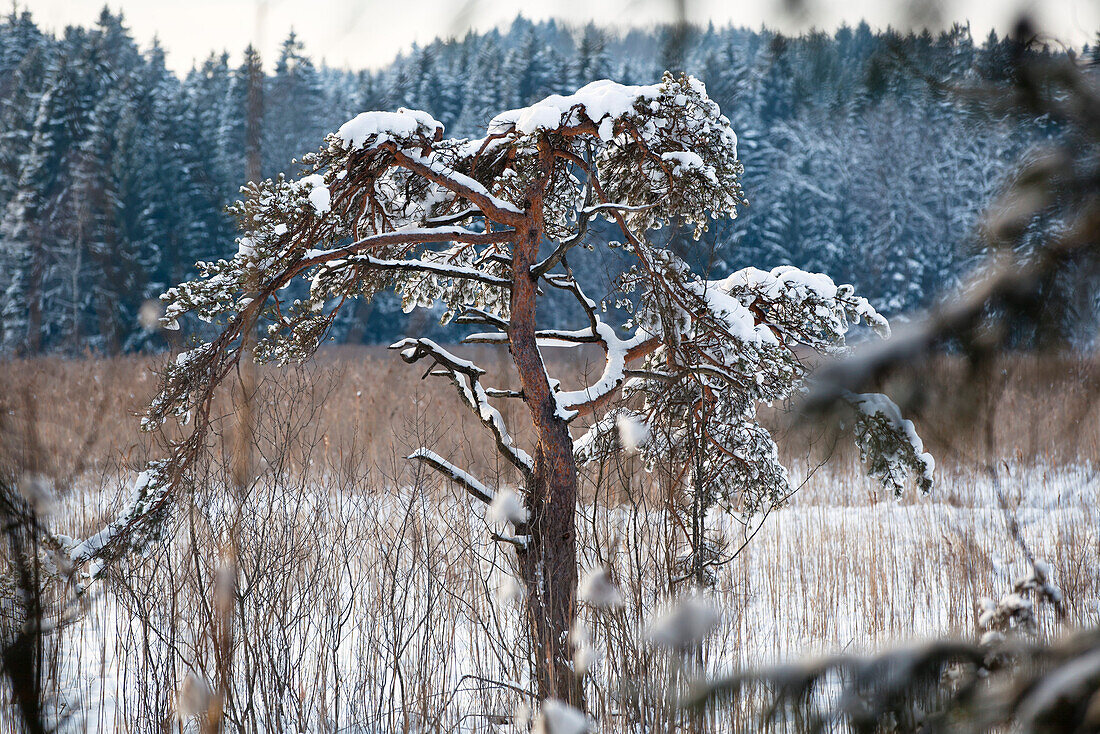 Pine tree at lake in winter, Pinus sylvestris, Großer Ostersee, Upper Bavaria, Germany