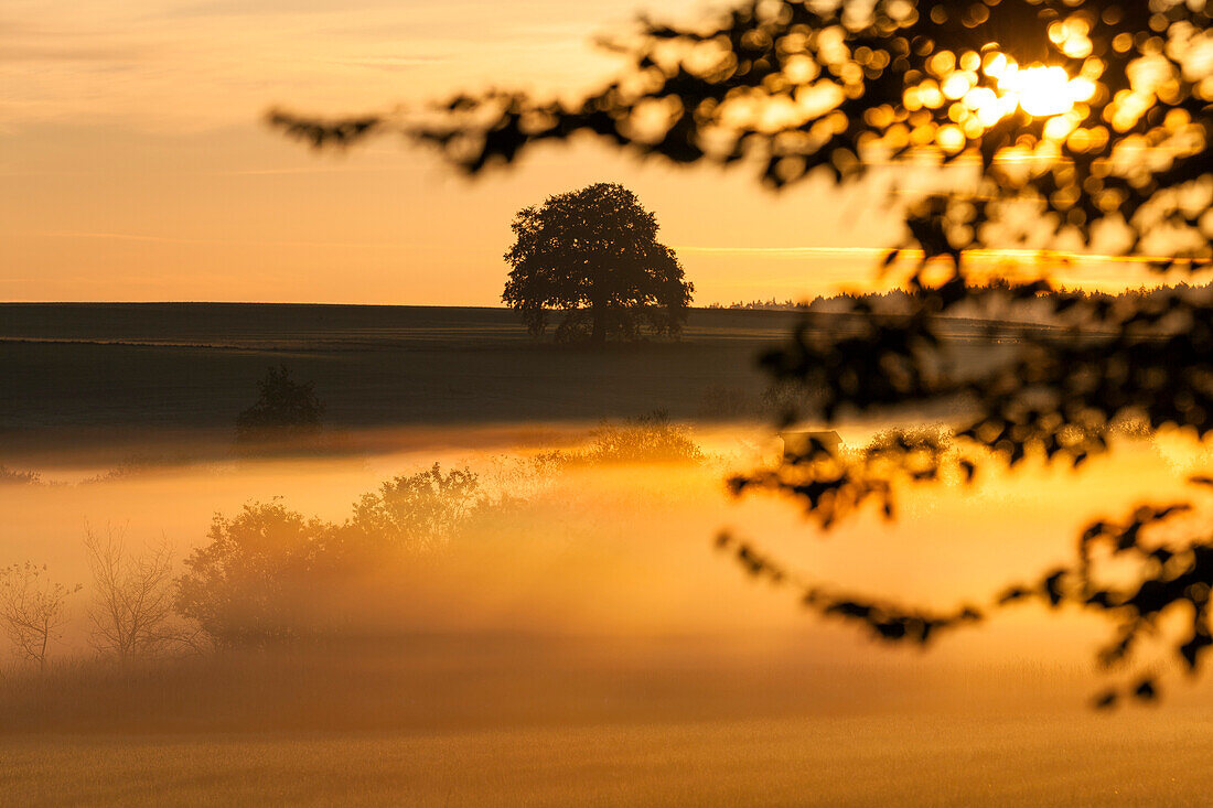 landscape in morning mist, trees, Germany, Europe