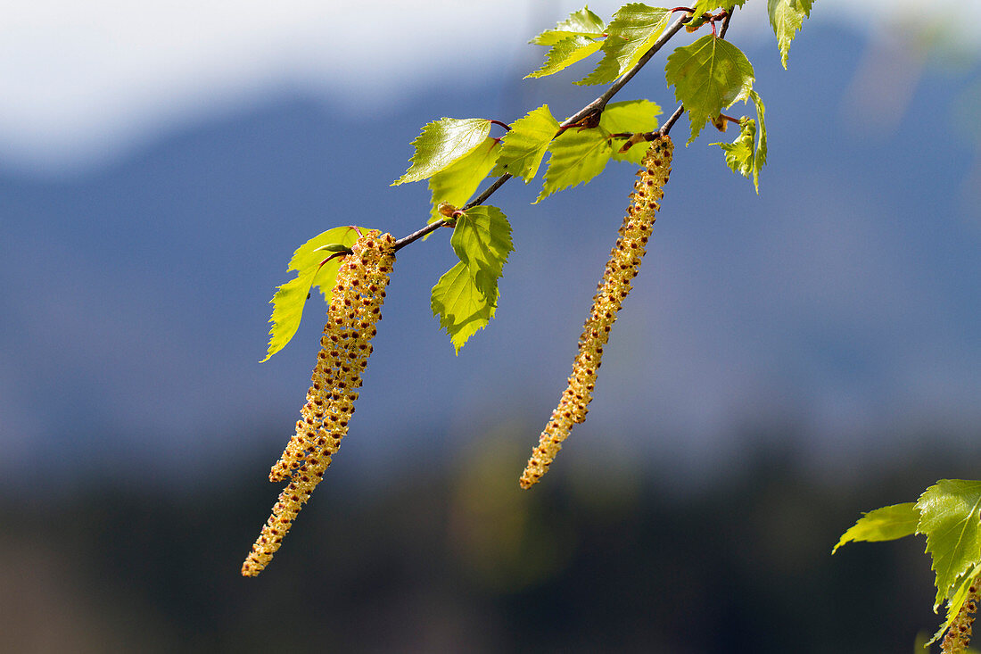 Birke, Hängebirke, Weißbirke, Betula pendula, Betula, verrucosa, Betula alba, Männliche Blüten, Kätzchen, Bayern, Deutschland