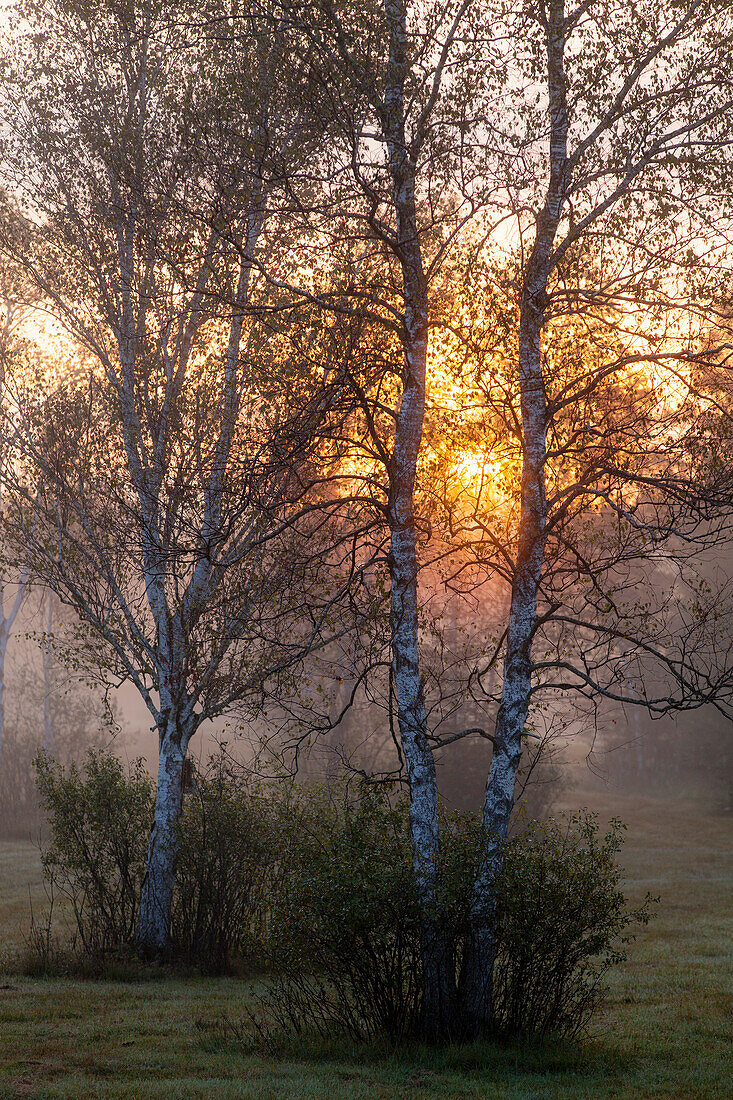 Birches in morning mist, Betula pubescens, Upper Bavaria, Germany, Europe