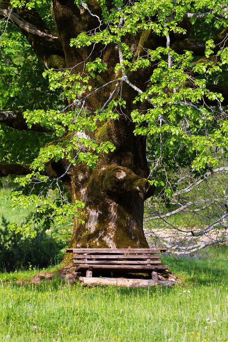 lime tree with bench, Tilia platyphyllos, Croatia, Europe