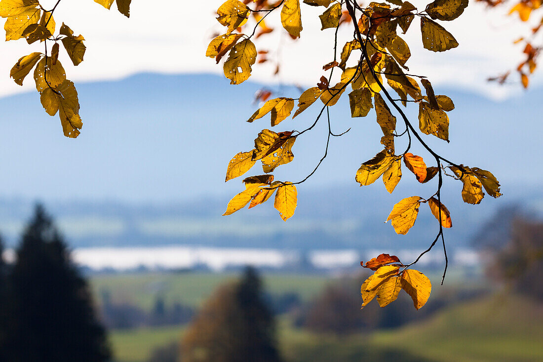 autumn, beech tree, Upper Bavaria, Germany, Europe