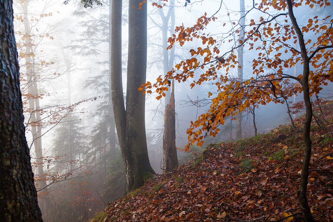 Bergwald im Herbst, Mischwald, Rotbuche, Fagus sylvatica, Oberbayern, Alpen, Deutschland