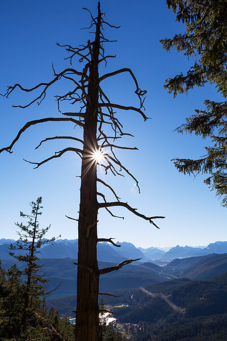 Abgestorbene Kiefer im Herbst, Pinus sylvestris, Herzogstand, Alpen, Oberbayern, Deutschland