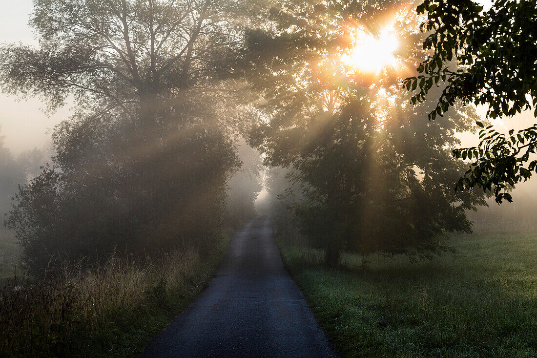 Weg und Bäume im Morgennebel, Eschen, Fraxinus excelsior, und Weiden, Oberbayern, Deutschland