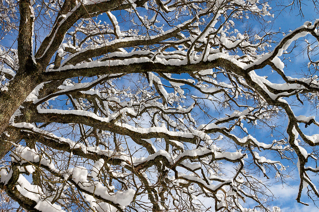 Eiche im Schnee, Baumkrone, Quercus robur, Oberbayern, Deutschland