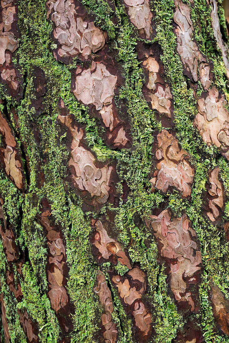 Bark of a pine tree, Pinus spec., with green lichen, Germany, Europe
