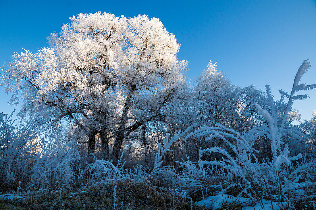 Bäume mit Raureif im Winter, Weide, Weiden, Salix spec., Oberbayern, Deutschland