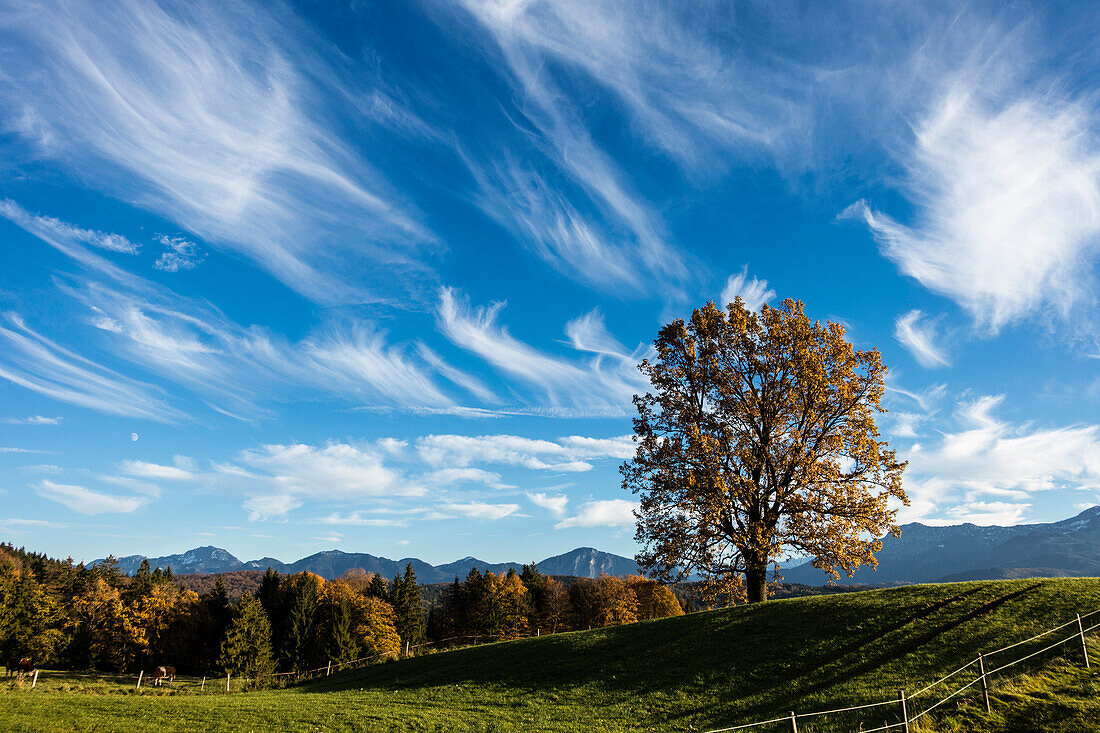 View from Aidling hights in fall, oak tree, Alps, Upper Bavaria, Germany, Europe