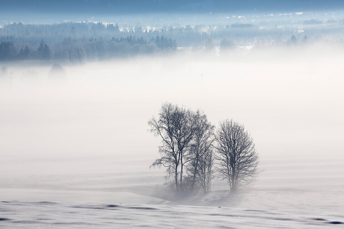 Baumgruppe im Winter mit Schnee, Oberbayern, Deutschland
