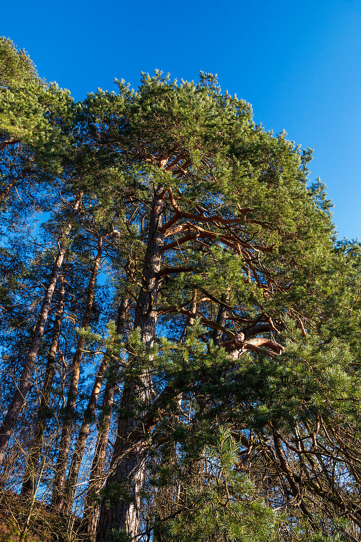 Pine tree in autumn, Pinus sylvestris, Herzogstand mountain, Alps, Upper Bavaria, Germany, Europe