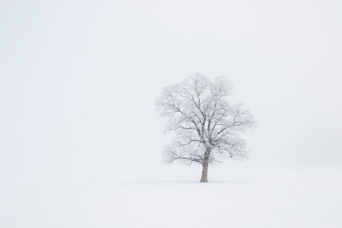 Broad-leaved tree in winter with snow Upper Bavaria, Germany