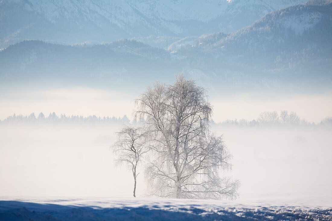 Birke, Hängebirke, Weißbirke, Betula pendula, Betula verrucosa, Betula alba, Winter, Bayern, Deutschland