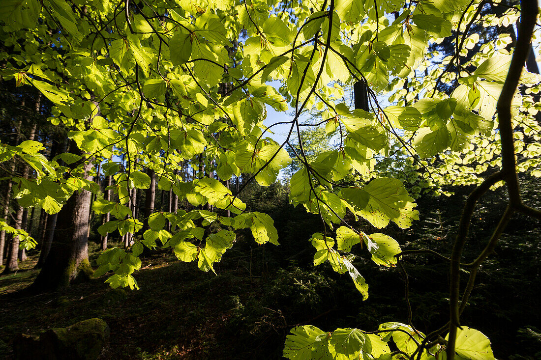 Beech leaves in spring, Fagus sylvatica, Upper Bavaria, Germany, Europe