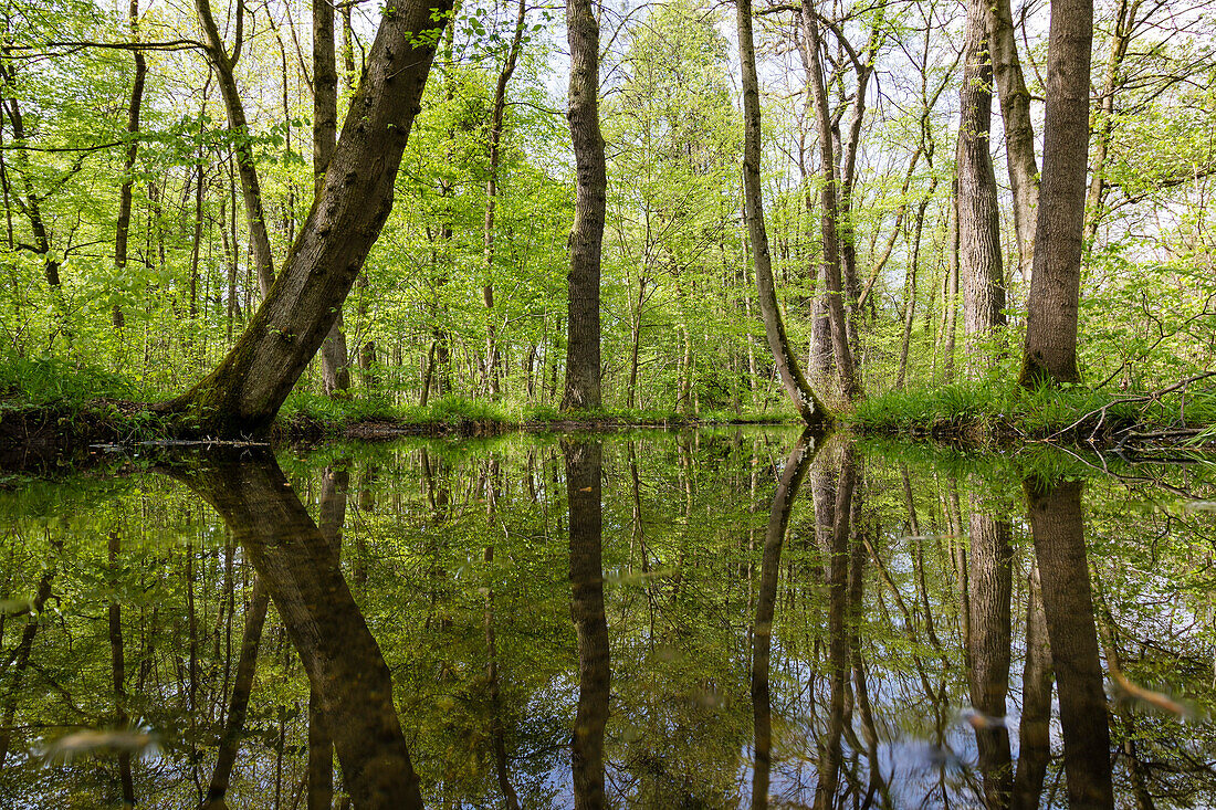 pool in deciduous Forest in spring, Upper Bavaria, Germany, Europe