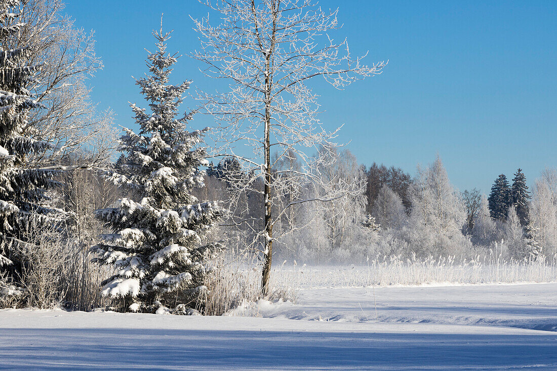 Bäume mit Raureif, Winterlandschaft an der Loisach, Oberbayern, Deutschland, Europa