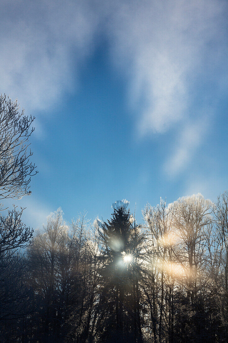 Bäume mit Raureif im Morgennebel, Geisterbild, Oberbayern, Deutschland