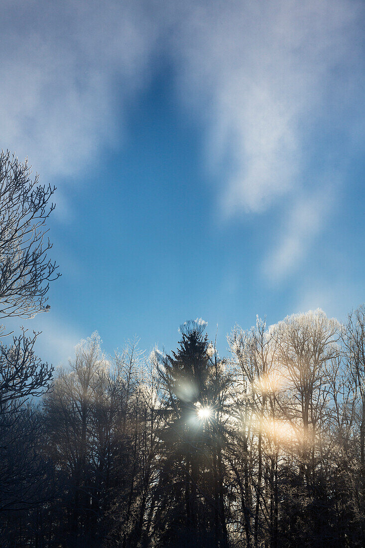 trees in morning mist, sunrays, ghost image, Upper Bavaria, Germany, Europe