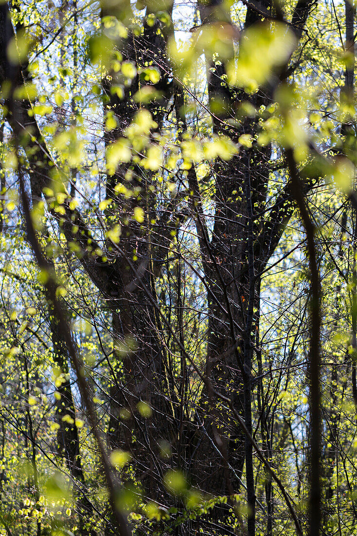 young leaves in spring, deciduous trees, Upper Bavaria, Germany, Europe