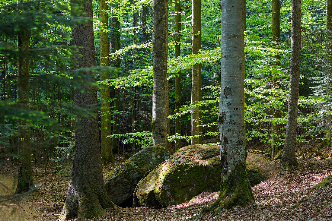 Bavarian Forest National Park, Bavaria, Germany, Europe