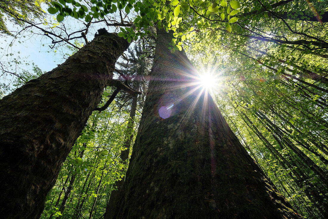 Bavarian Forest National Park, Bavaria, Germany, Europe