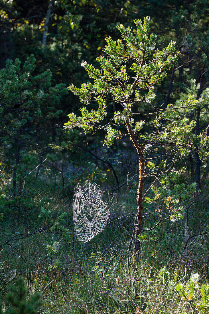 Spinnennetz mit Tautropfen an junger Kiefer, Pinus spec., Bayern, Deutschland