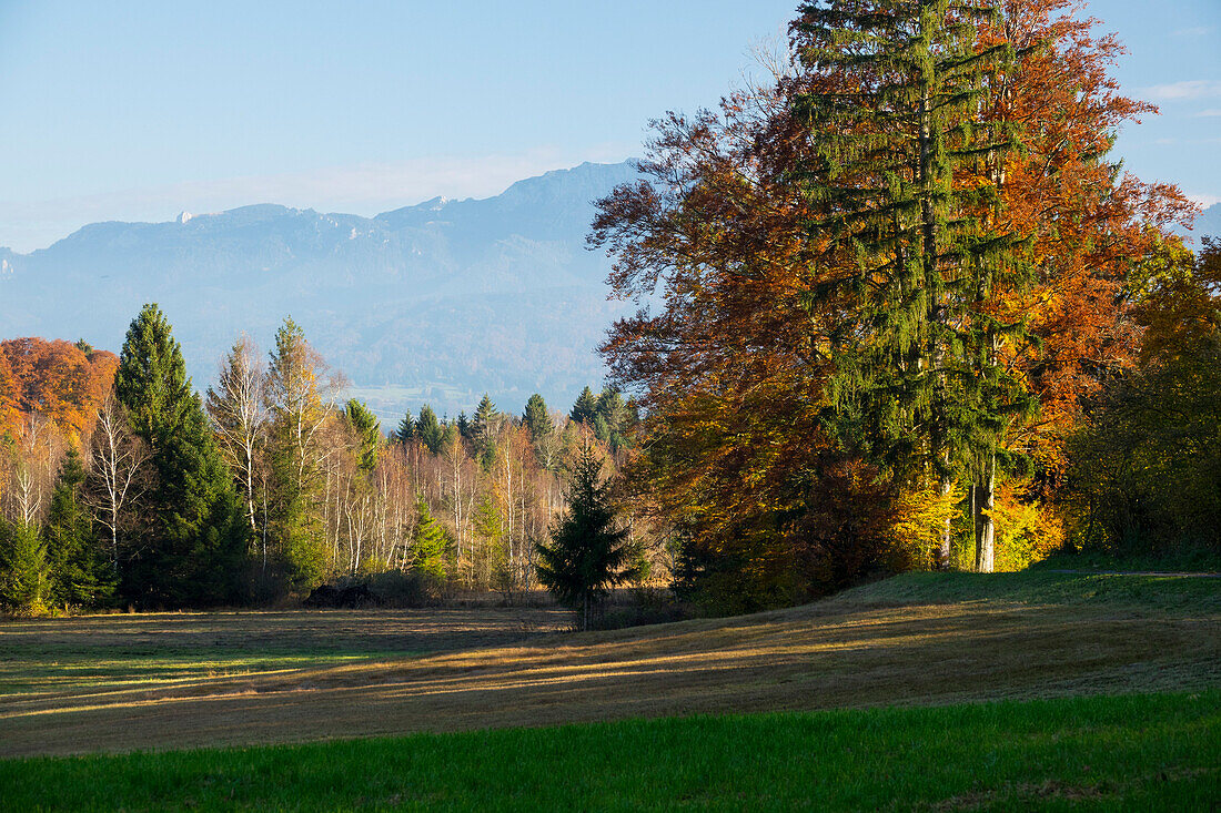 Herbststimmung im Alpenvorland, Fichten, Buchen, Birken, Oberbayern, Alpen, Deutschland, Europa