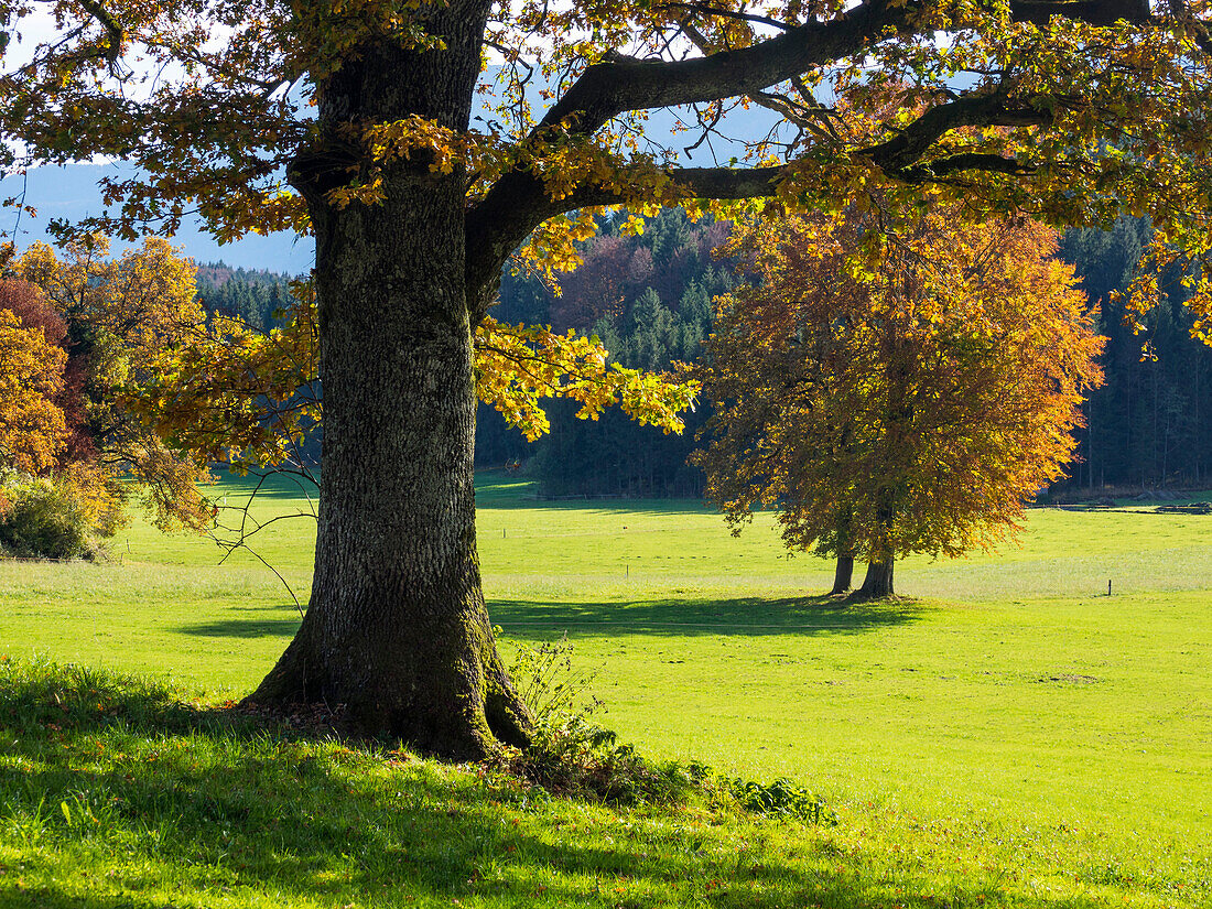 Eiche und Buche im Herbst, Quercus robur, Fagus sylvatica, Oberbayern, Deutschland, Europa