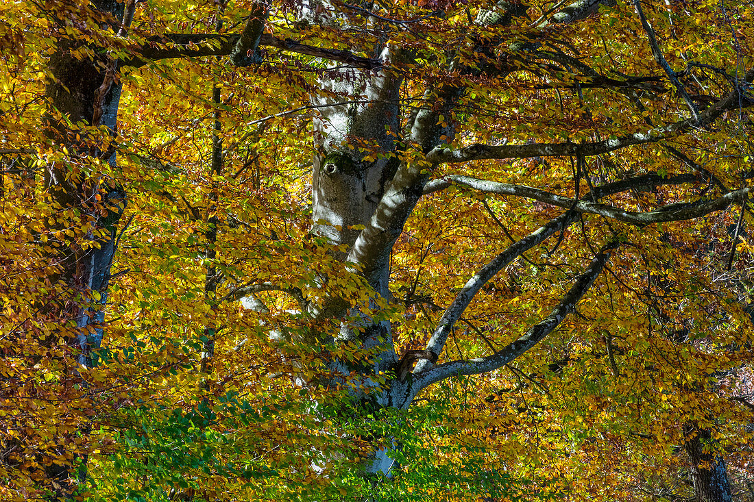 Beech Trees in autumn, Fagus sylvatica, Upper Bavaria, Germany, Europe