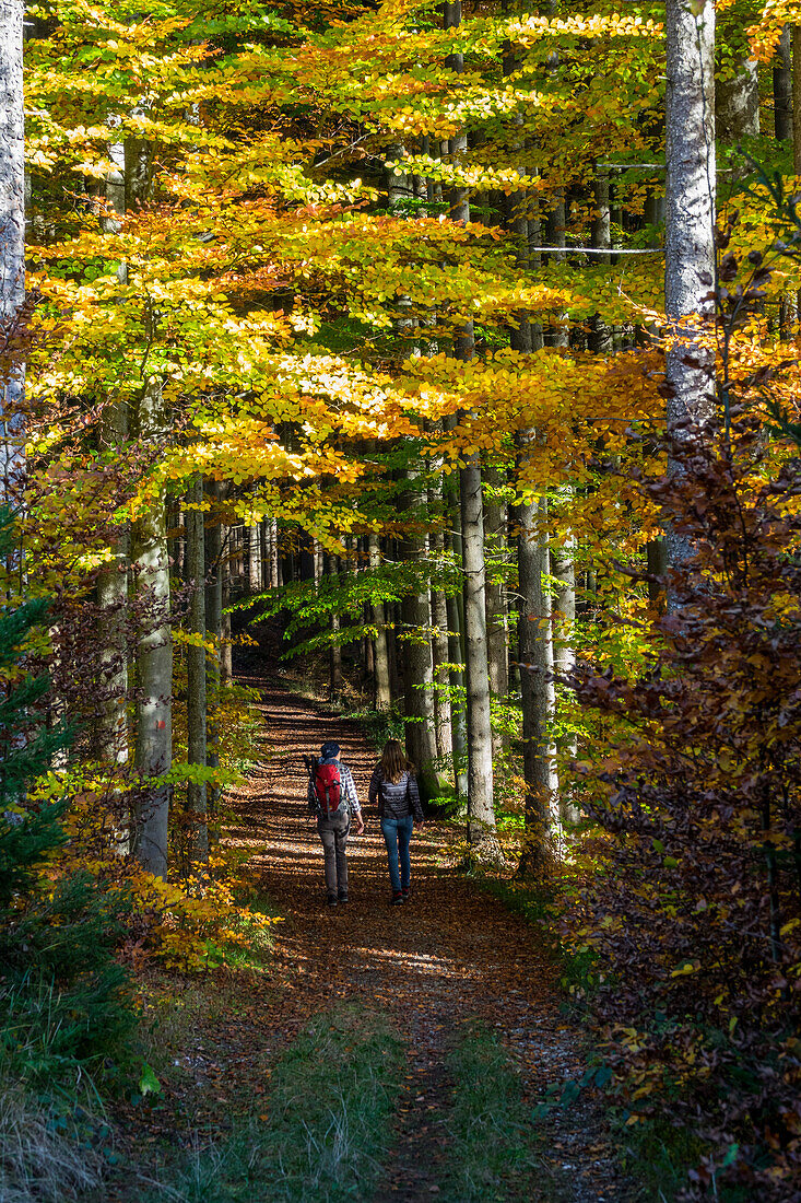 Weg in Buchenwald, Fagus sylvatica, Herbststimmung, Oberbayern, Deutschland, Europa