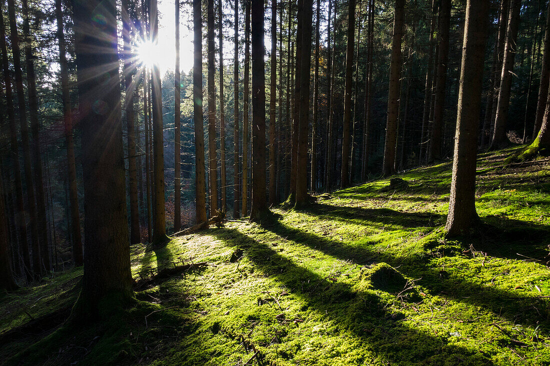 sunrays in spruce forest, Picea abies, Bavaria, Germany, Europe