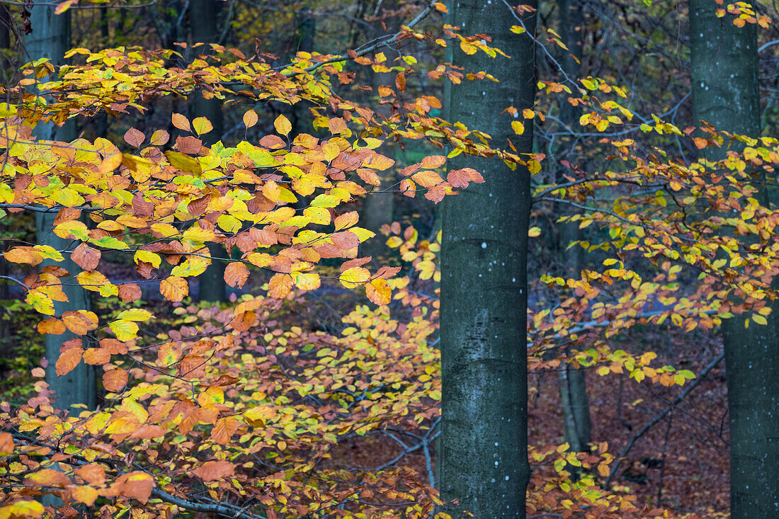 Buchenwald im Herbst, Fagus sylvatica, Herbststimmung, Saarland, Deutschland, Europa