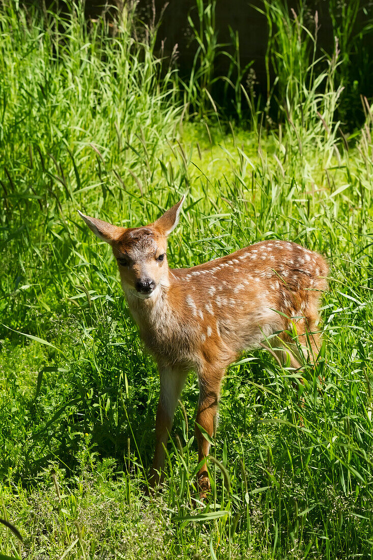 Captive Black, tailed deer Odocoileus hemionus fawn at the Alaska Wildlife Conservation Center in summertime, Portage, United States of America