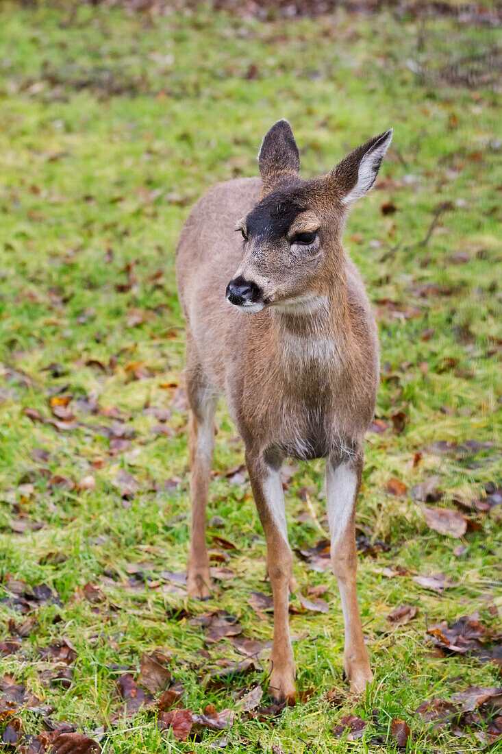 Captive Sitka Black, tailed deer Odocoileus hemionus sitkensis at the Alaska Wildlife Conservation Center in autumn, Portage, Alaska, United States of America