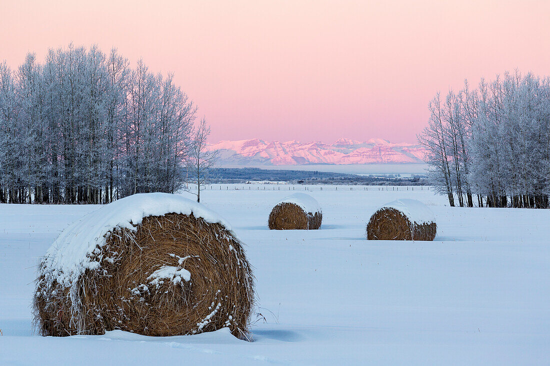 Snow covered frosty hay bales in a snow covered field with frosty trees and snow covered mountains at the glow of sunrise, Alberta, Canada