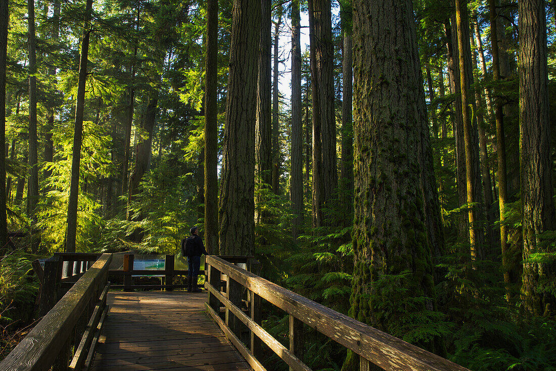 Person standing on a viewing platform in Cathedral Grove, MacMillan Provincial Park, British Columbia, Canada