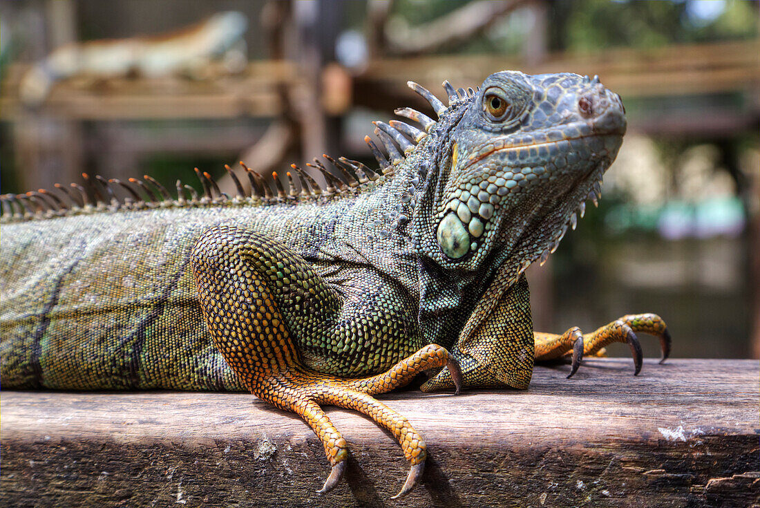 Green Iguana Iguana Iguana, Green Iguana Project, San Ignacio, Belize