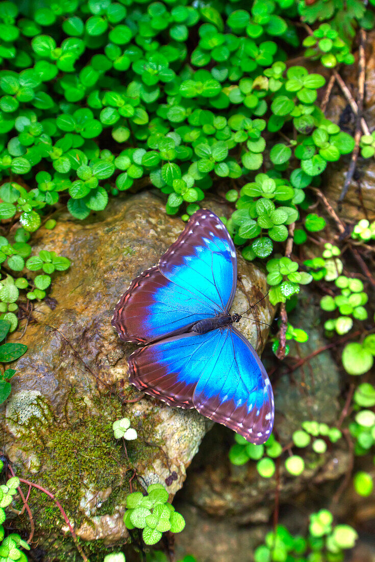 Blue Morpho Butterfly Morpho peleides, Green Hills Butterfly Ranch, east of San Ignacio, Belize