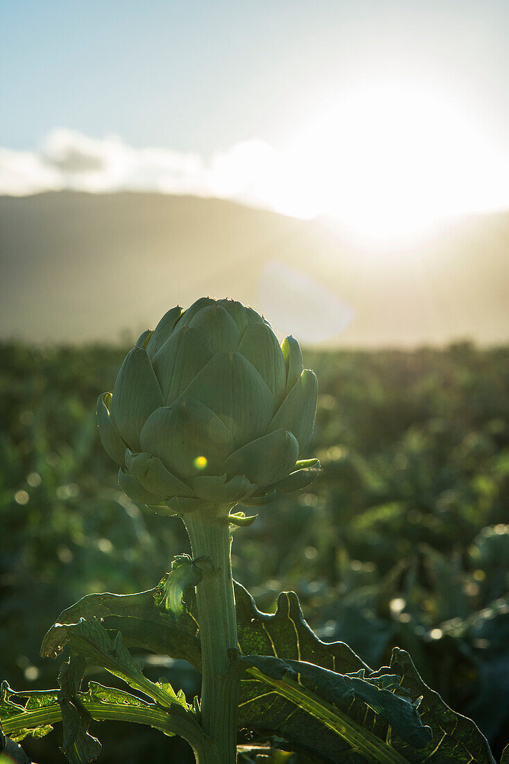 Artichoke in field, Gonzales, California, United States of America